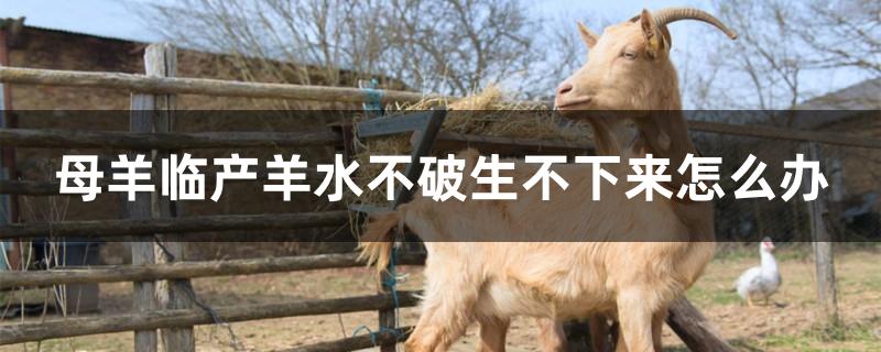 母羊临产羊水不破生不下来怎么办