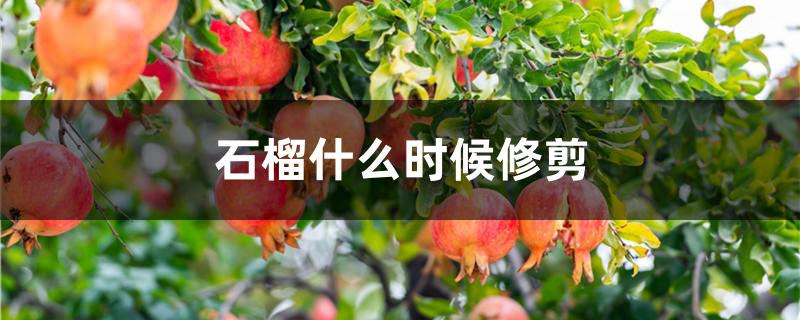 石榴什么时候修剪