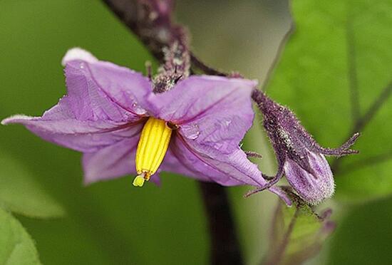 茄子花的功效与作用 有哪些禁忌