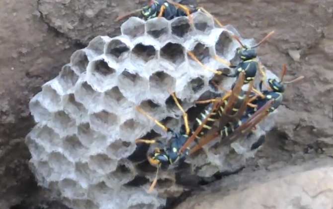 狗屎蜂的毒性大吗