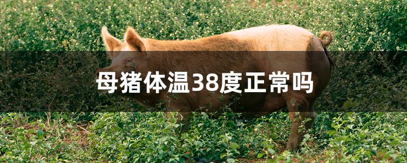 母猪体温38度正常吗