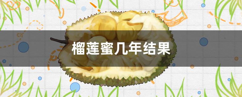 榴莲蜜几年结果