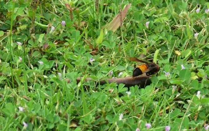 黄腰胡蜂可以泡酒吗