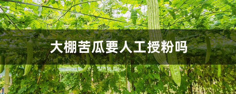 大棚苦瓜要人工授粉吗