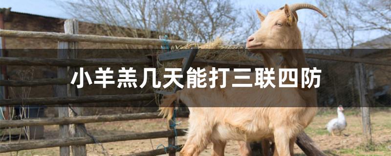 小羊羔几天能打三联四防
