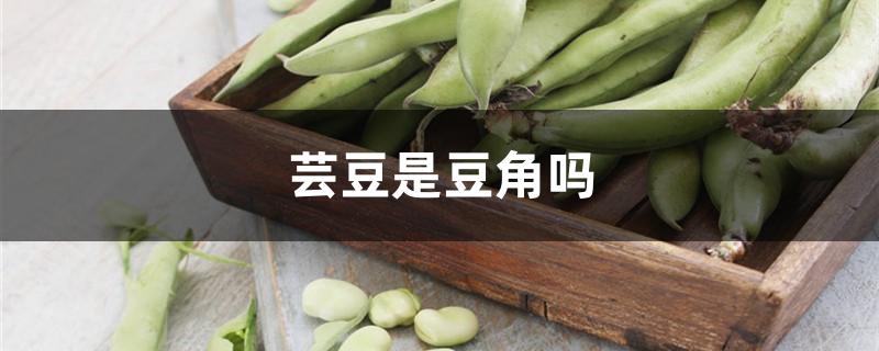 芸豆是豆角吗