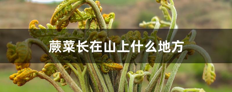 蕨菜长在山上什么地方