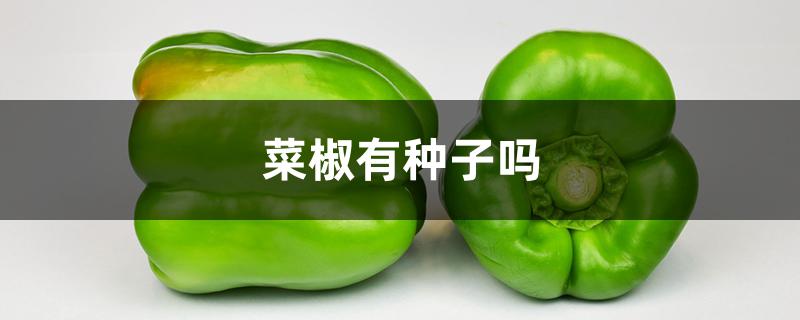 菜椒有种子吗