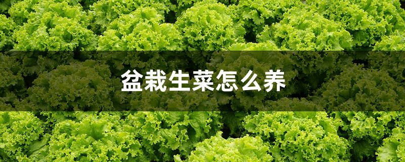 盆栽生菜怎么养