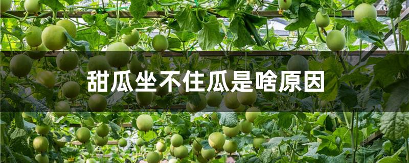 甜瓜坐不住瓜是啥原因