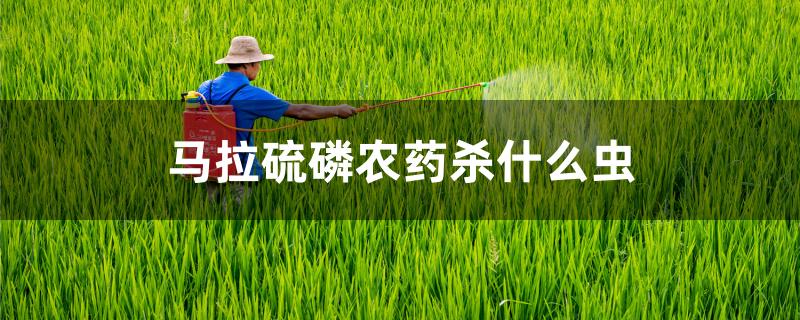 马拉硫磷农药杀什么虫