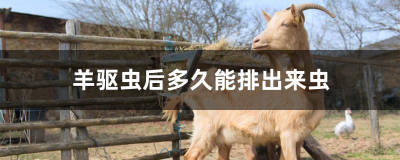 羊驱虫后多久能排出来虫