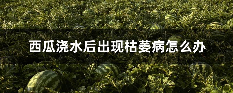 西瓜浇水后出现枯萎病怎么办
