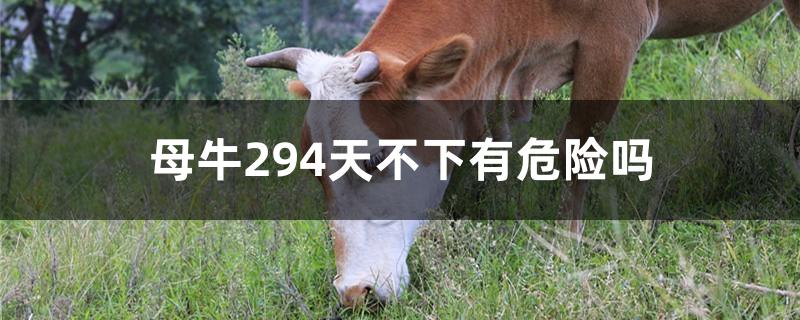 母牛294天不下有危险吗