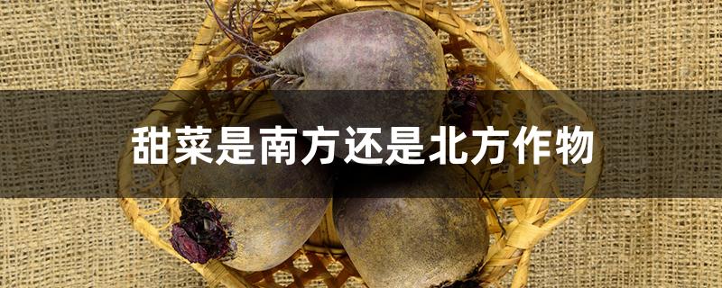 甜菜是南方还是北方作物