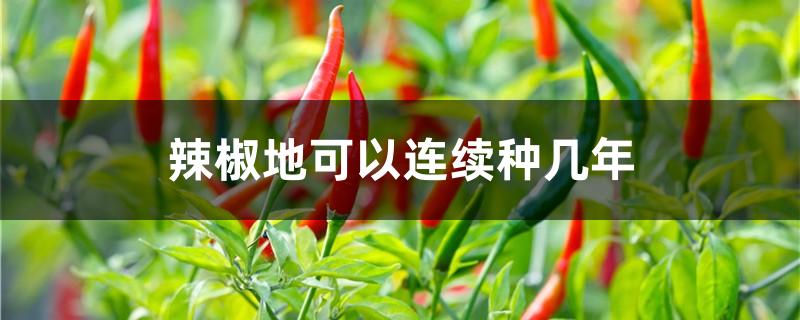 辣椒地可以连续种几年