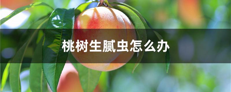 桃树生腻虫怎么办
