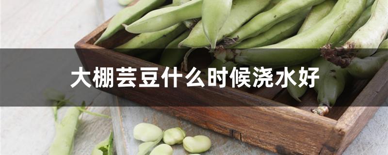 大棚芸豆什么时候浇水好