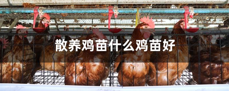 散养鸡苗什么鸡苗好