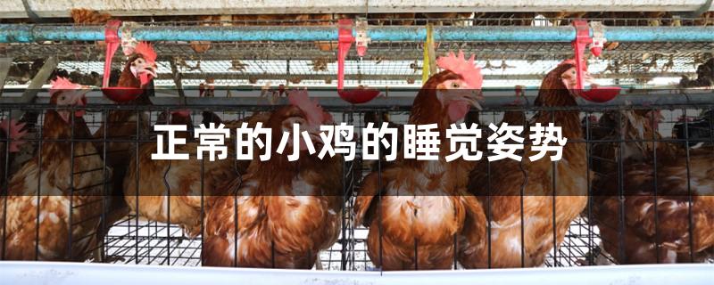 正常的小鸡的睡觉姿势