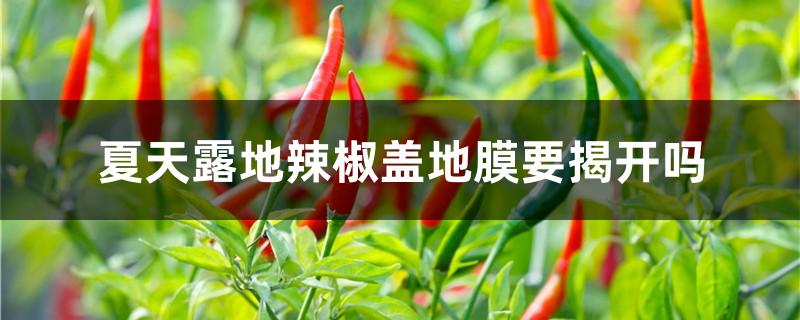 夏天露地辣椒盖地膜要揭开吗