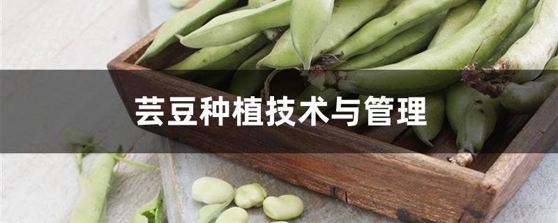 芸豆种植技术与管理方法