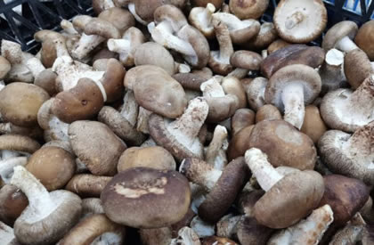 蘑菇有哪些种类？