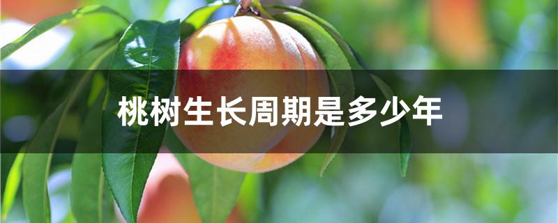 桃树生长周期是多少年