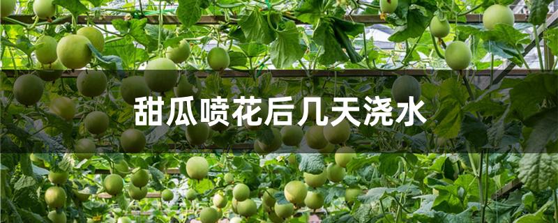 甜瓜喷花后几天浇水
