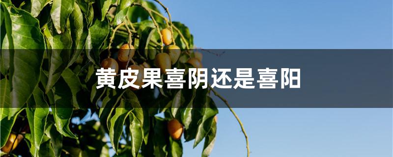 黄皮果喜阴还是喜阳