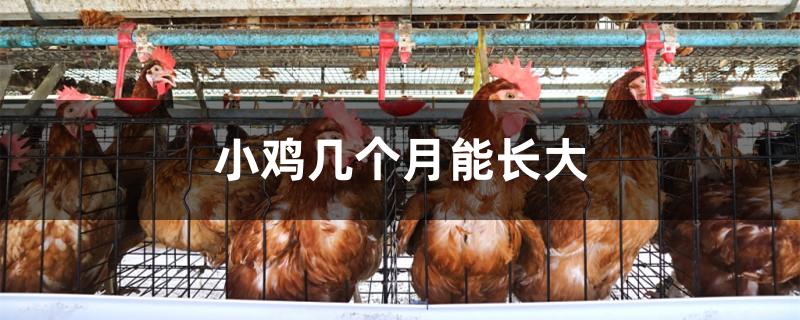 小鸡几个月能长大