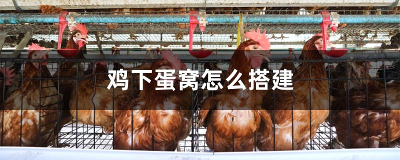 鸡下蛋窝怎么搭建