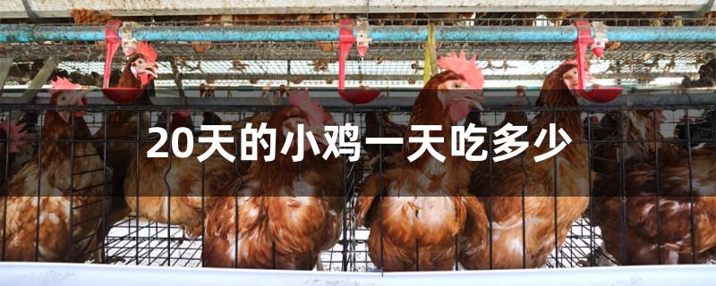 20天的小鸡一天吃多少