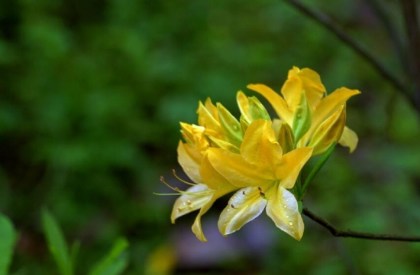 室内不适合养什么花草植物，室内养花禁忌