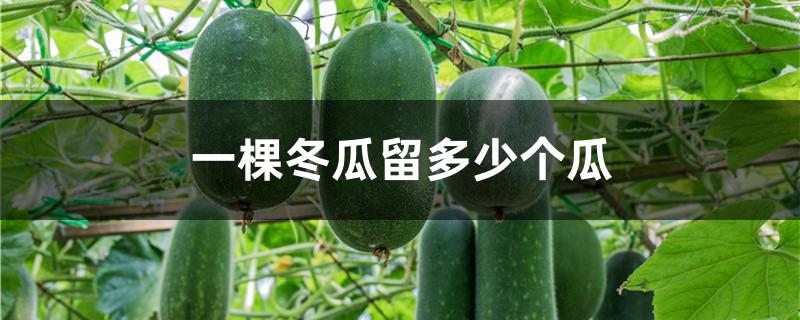 一棵冬瓜留多少个瓜