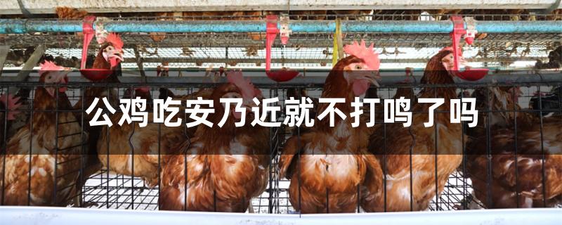 公鸡吃安乃近就不打鸣了吗