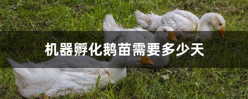 机器孵化鹅苗需要多少天