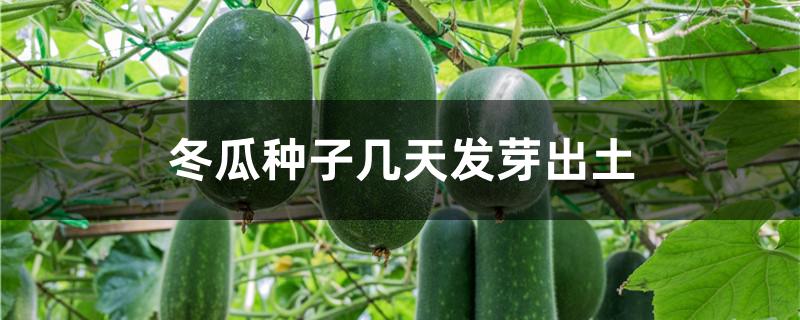 冬瓜种子几天发芽出土
