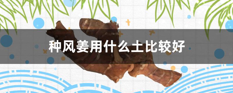 种风姜用什么土比较好