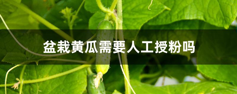 盆栽黄瓜需要人工授粉吗