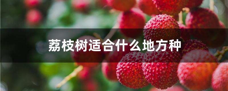 荔枝树适合什么地方种
