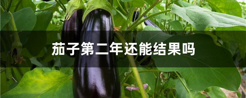 茄子第二年还能结果吗