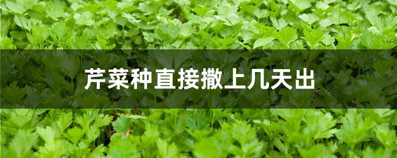 芹菜种直接撒上几天出