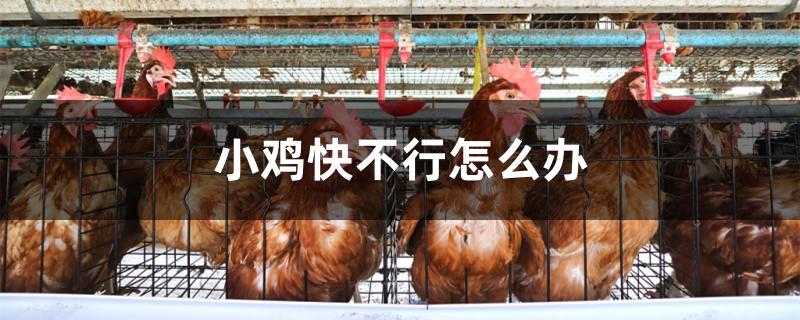 小鸡快不行怎么办