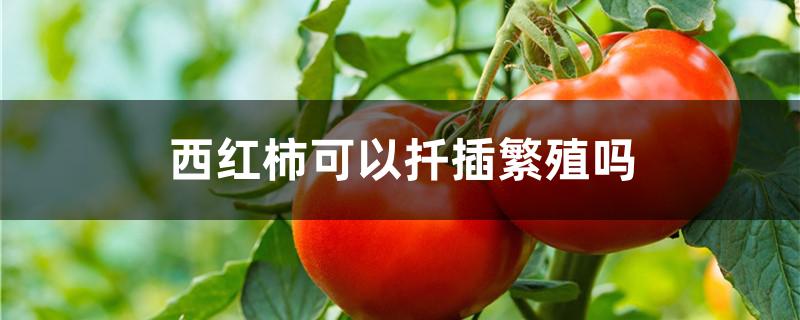 西红柿可以扦插繁殖吗