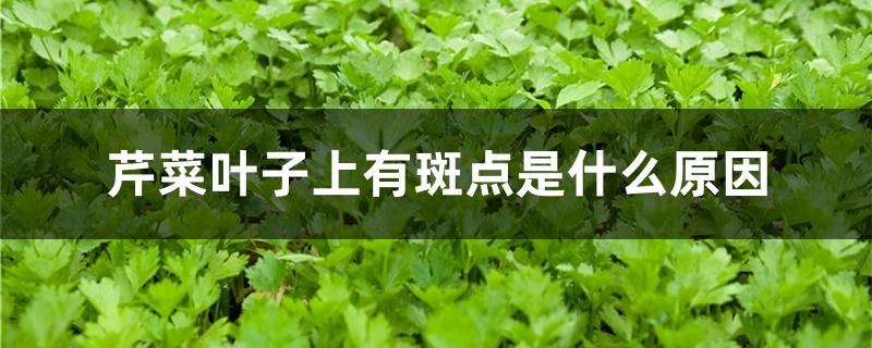 芹菜叶子上有斑点是什么原因