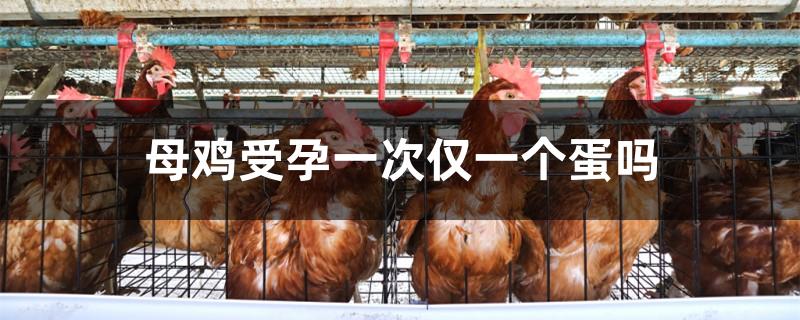 母鸡受孕一次仅一个蛋吗