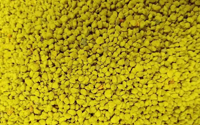 吃油菜花粉的不良反应有哪些