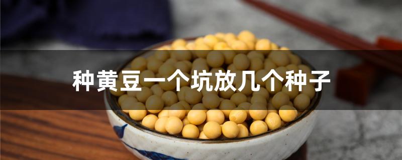 种黄豆一个坑放几个种子
