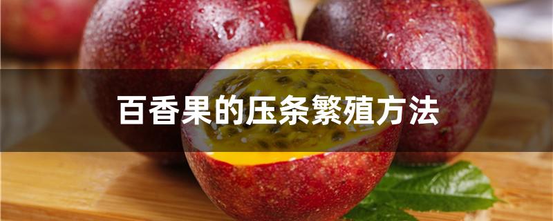 百香果的压条繁殖方法